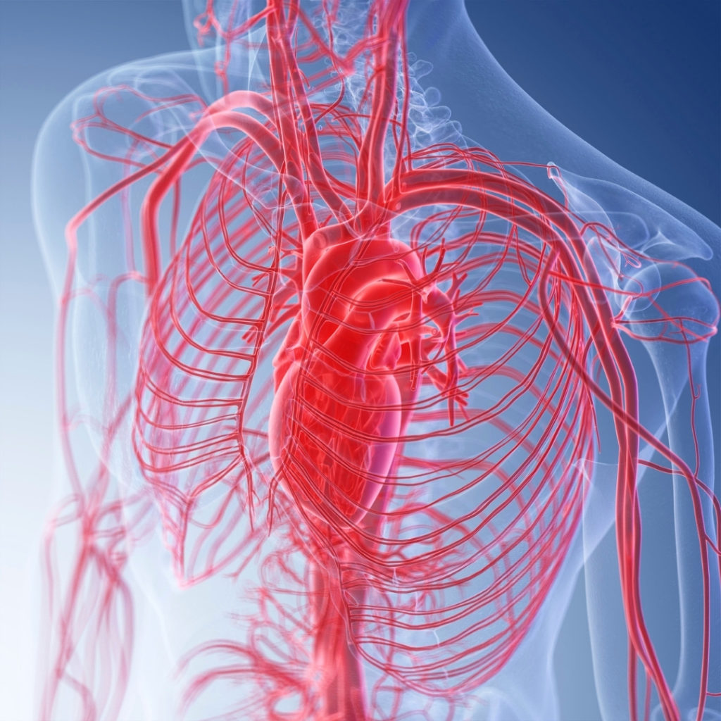 microcirculation corps humain, vaisseaux sanguins 
