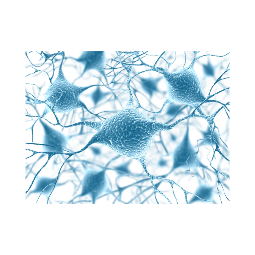 rôles neurotransmetteurs cerveau 