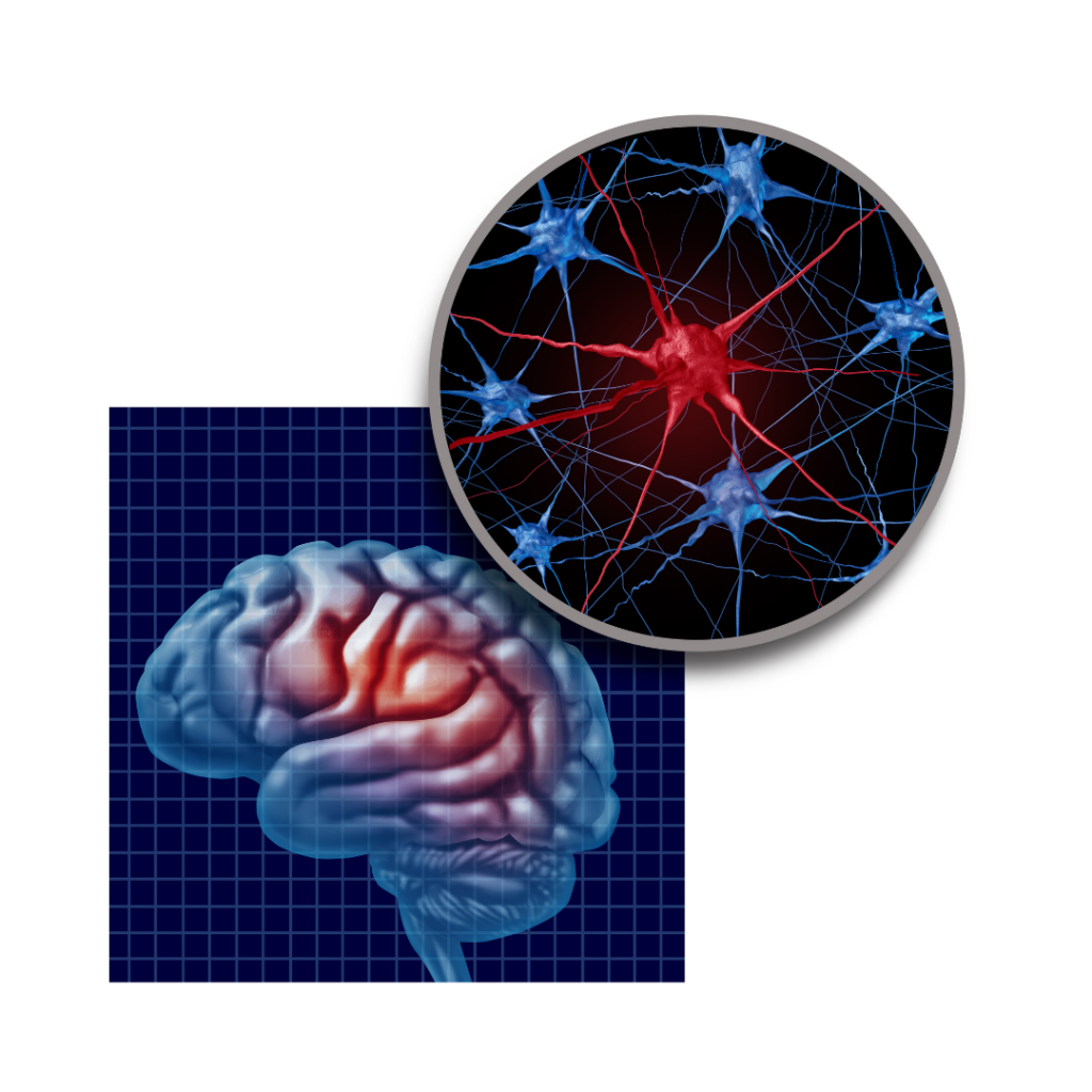 schéma rôles neurotransmetteurs cerveau