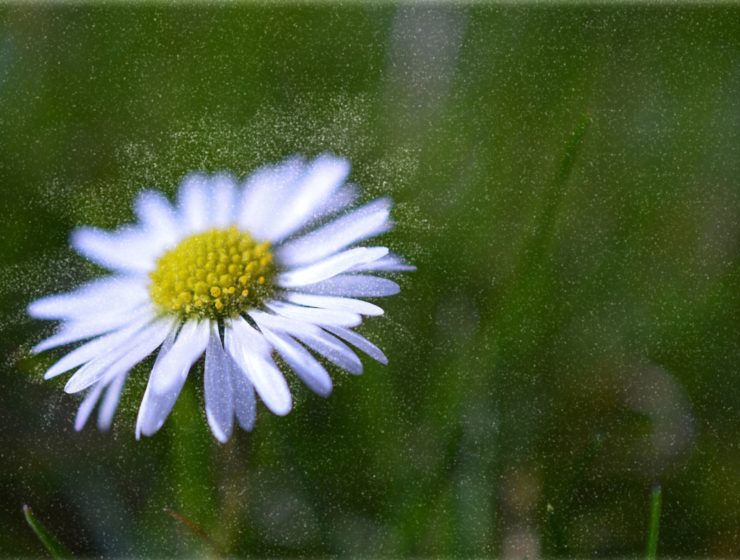 libération histamine et pollen