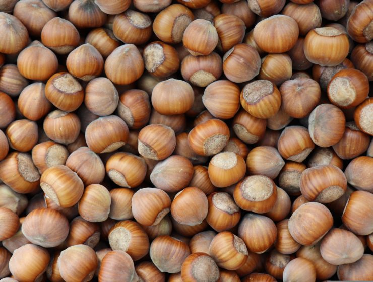 fruits à coque oléagineux