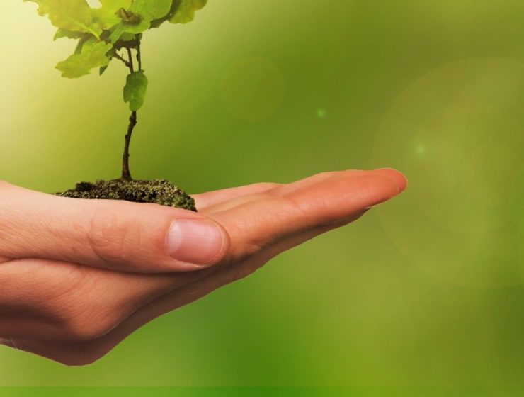 bienfaits bourgeon de chêne