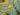 Rhodiole bienfaits plante