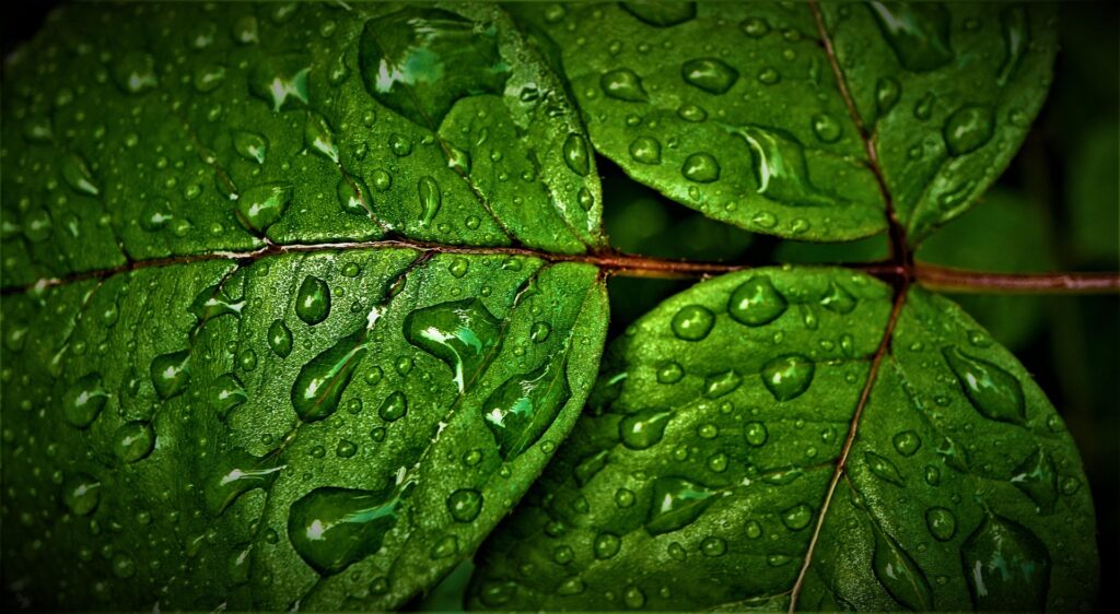 plantes riches en chlorophylle